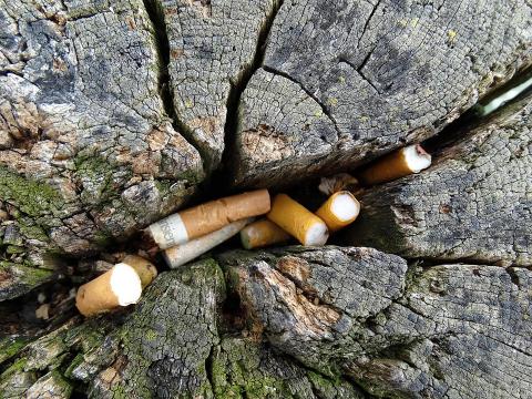 El tabaco, un gran daño para la salud y el medio ambiente