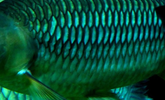 Investigan el uso de escamas de pescado para sustituir plástico en pantallas electrónicas flexibles