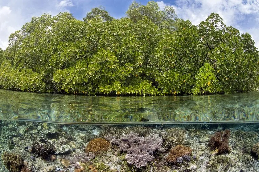 Los arrecifes de coral claman por una mayor protección