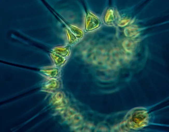 Una tesis aporta nuevos datos científicos al establecer una relación entre plancton y microplástico 