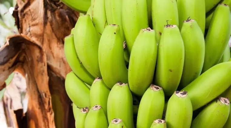 Residuos generados por el cultivo del plátano como alternativa ecológica al plástico