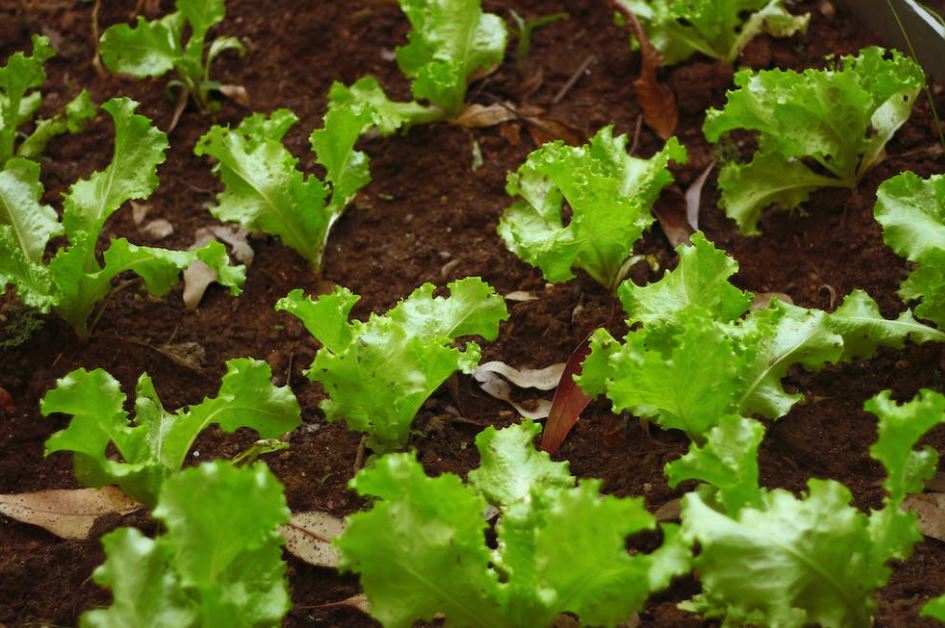 Abono cultivo