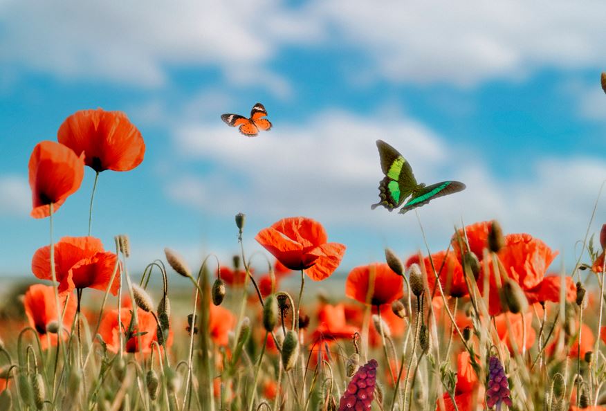 Mariposas y flores_Freepik