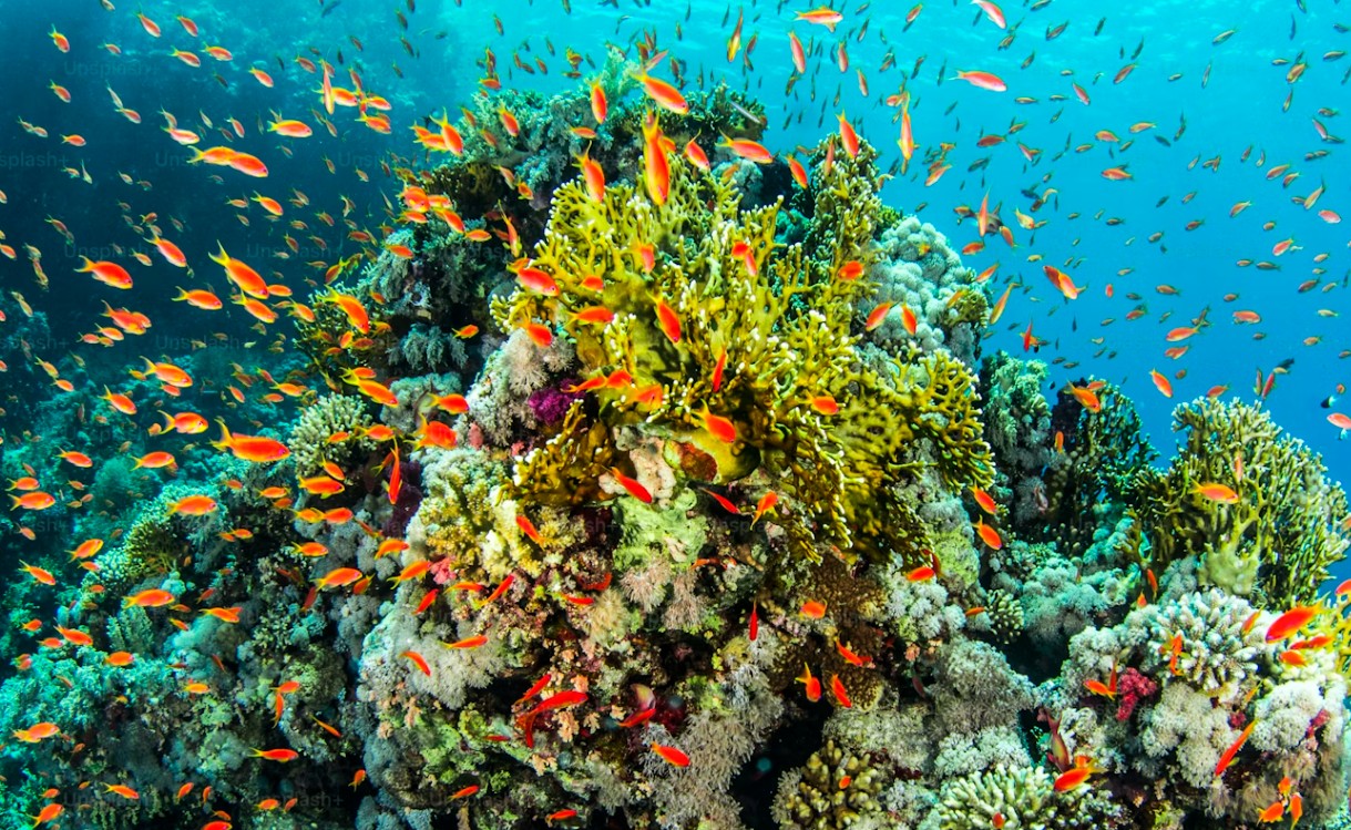 Vida submarina (PNUMA)