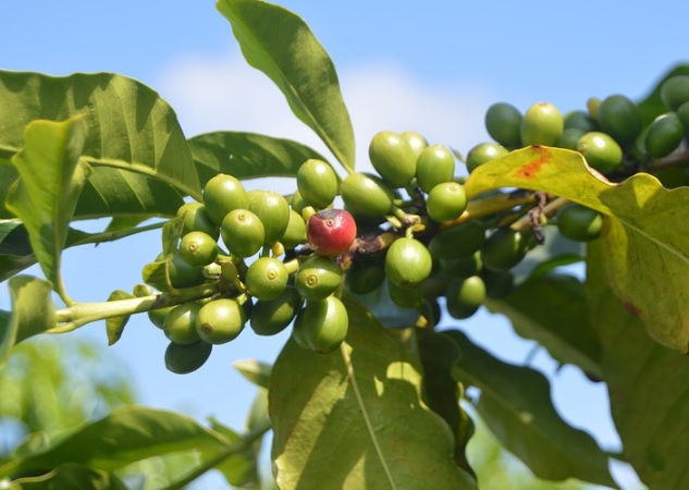 La agricultura ecológica, una pieza clave en el desarrollo sostenible La agricultura ecológica, una pieza clave en el desarrollo sostenible