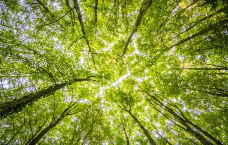 La ONU expone seis razones por las que un medio ambiente saludable deber ser un derecho humano