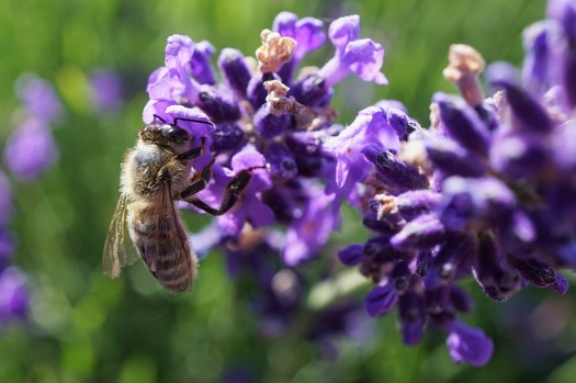 La FAO y la UE destacan el papel vital de la biodiversidad para lograr sistemas alimentarios sostenibles La FAO y la UE destacan el papel vital de la biodiversidad para lograr sistemas alimentarios sostenibles