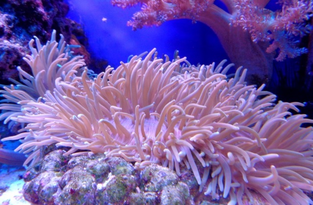 FutureMARES: buscando soluciones para mitigar los efectos del cambio climático en los ecosistemas marinos FutureMARES: buscando soluciones para mitigar los efectos del cambio climático en los ecosistemas marinos