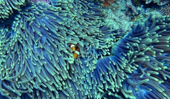 Los arrecifes de coral, protagonistas del Día Mundial de la Vida Silvestre Los arrecifes de coral, protagonistas del Día Mundial de la Vida Silvestre