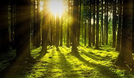 Día Internacional de los Bosques: demasiado preciosos para perderlos Día Internacional de los Bosques: demasiado preciosos para perderlos