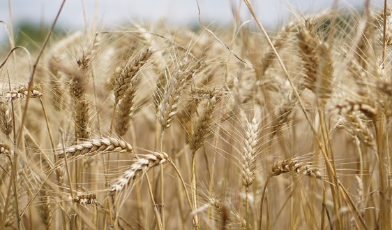 La Cumbre Mundial de Sistemas Alimentarios 2021, una oportunidad para hacerlos más sostenibles La Cumbre Mundial de Sistemas Alimentarios 2021, una oportunidad para hacerlos más sostenibles