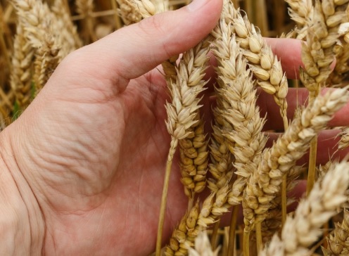 Naciones Unidas apela a una alimentación sostenible y saludable para avanzar hacia el hambre cero Naciones Unidas apela a una alimentación sostenible y saludable para avanzar hacia el hambre cero