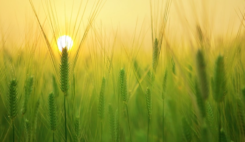 La FAO considera que la alimentación saludable debe ir de la mano del cuidado del planeta La FAO considera que la alimentación saludable debe ir de la mano del cuidado del planeta