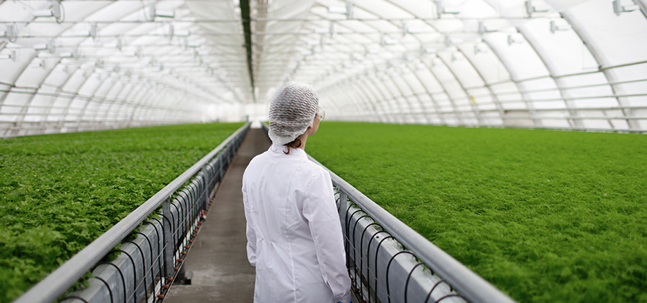 La inocuidad alimentaria, clave para lograr el Hambre Cero en el mundo