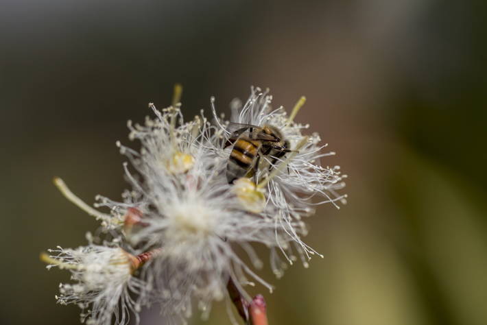 Conservar la biodiversidad, crucial para el sustento del sistema alimentario Conservar la biodiversidad, crucial para el sustento del sistema alimentario
