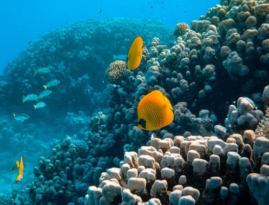 La UNESCO se compromete a cartografiar el 80% de los fondos marinos para 2030, frente al 20% actual
