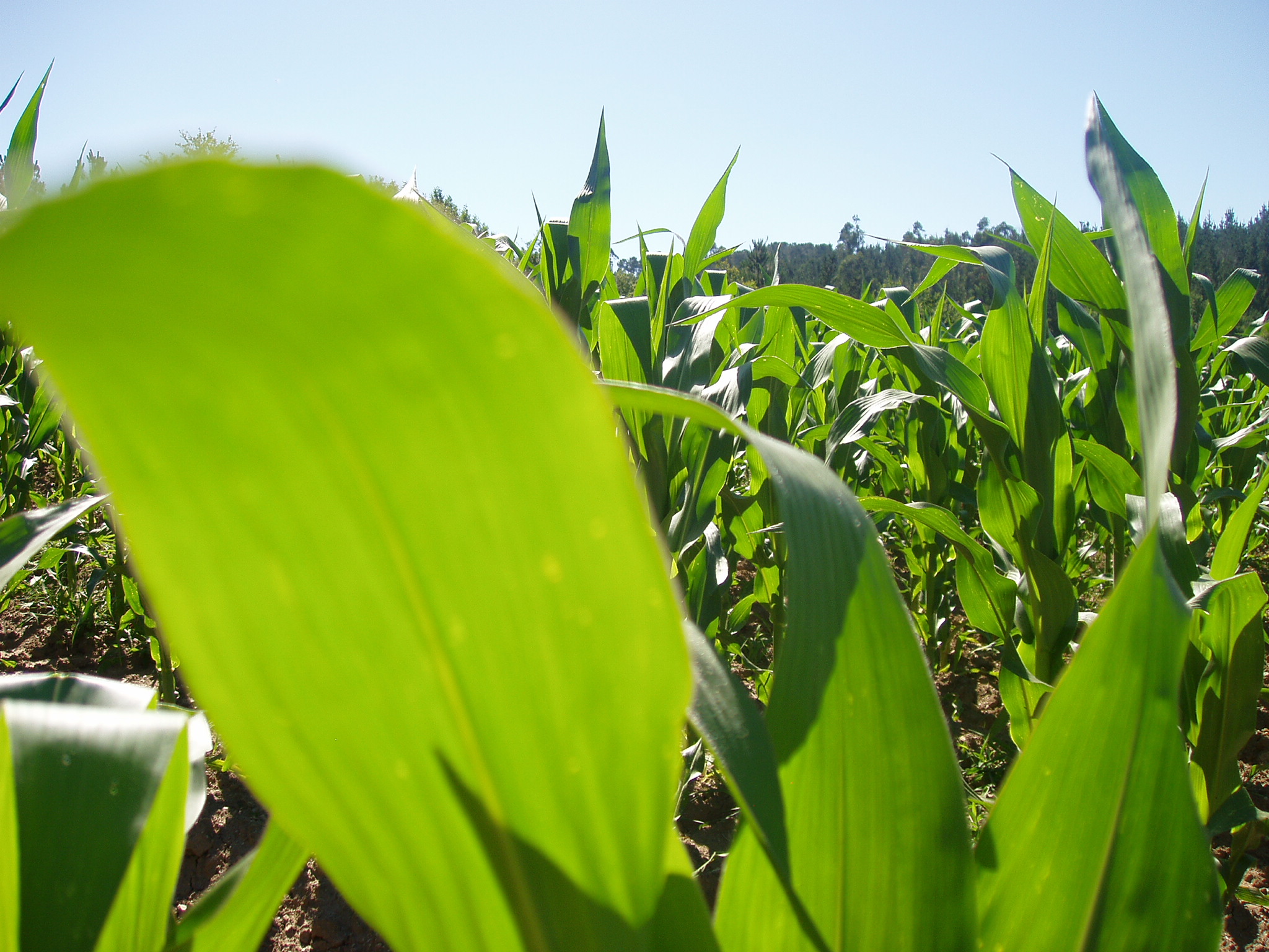 El cambio climático, una amenaza para la seguridad alimentaria