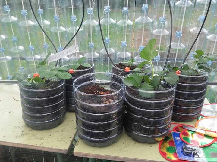 El colegio San Cosme de Barreiros contribuye a la protección ambiental con un invernadero reciclado El colegio San Cosme de Barreiros contribuye a la protección ambiental con un invernadero reciclado