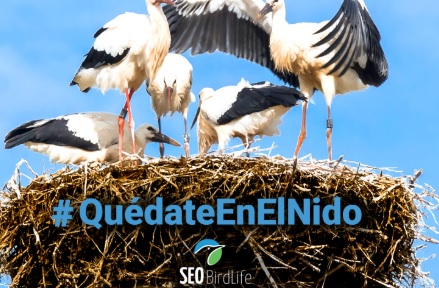 #QuédateEnElNido de la mano de SEO/BirdLife #QuédateEnElNido de la mano de SEO/BirdLife
