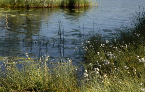 Los humedales, indispensables para los seres humanos y la naturaleza