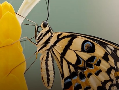 El concurso fotográfico de la AEMA invita a capturar y compartir los vínculos con la naturaleza El concurso fotográfico de la AEMA invita a capturar y compartir los vínculos con la naturaleza