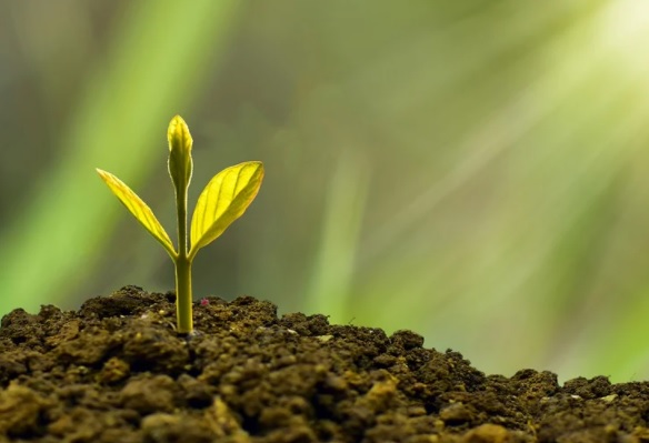 La FAO promueve la bioeconomía circular para impulsar la economía y proteger el planeta La FAO promueve la bioeconomía circular para impulsar la economía y proteger el planeta