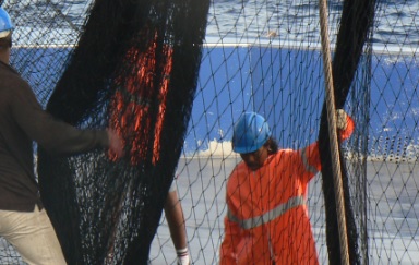 Proyecto SARETU: segunda vida para los aparejos de pesca mediante su conversión en hilos textiles Proyecto SARETU: segunda vida para los aparejos de pesca mediante su conversión en hilos textiles