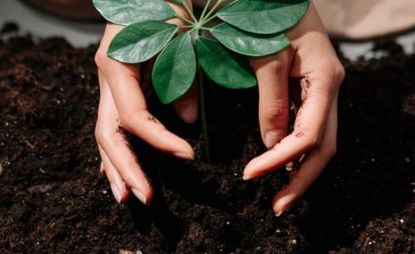 Nace la Alianza Internacional del Compostaje para maximizar el reciclaje de la materia orgánica 