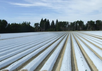 MAPLA, nueva asociación para poner en valor los residuos plásticos agrícolas y evitar su vertido MAPLA, nueva asociación para poner en valor los residuos plásticos agrícolas y evitar su vertido