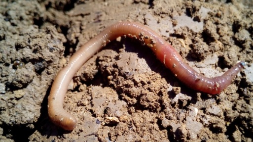 Un estudio de la UMH indica que las lombrices pueden transformar el plástico agrario en fertilizante Un estudio de la UMH indica que las lombrices pueden transformar el plástico agrario en fertilizante