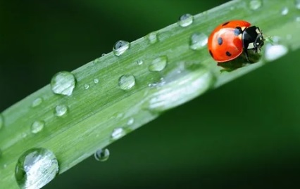 ONU Medio Ambiente sacará a la luz varias publicaciones para saber más sobre biodiversidad ONU Medio Ambiente sacará a la luz varias publicaciones para saber más sobre biodiversidad