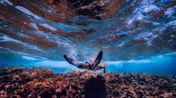 Mares Limpios cuenta con la adhesión de 60 países que custodian más del 60% de las costas del mundo Mares Limpios cuenta con la adhesión de 60 países que custodian más del 60% de las costas del mundo