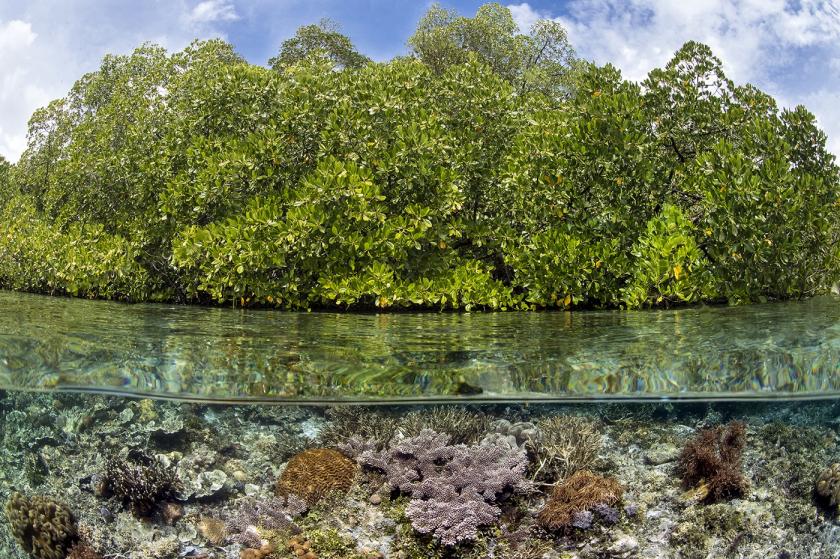 Los arrecifes de coral claman por una mayor protección Los arrecifes de coral claman por una mayor protección