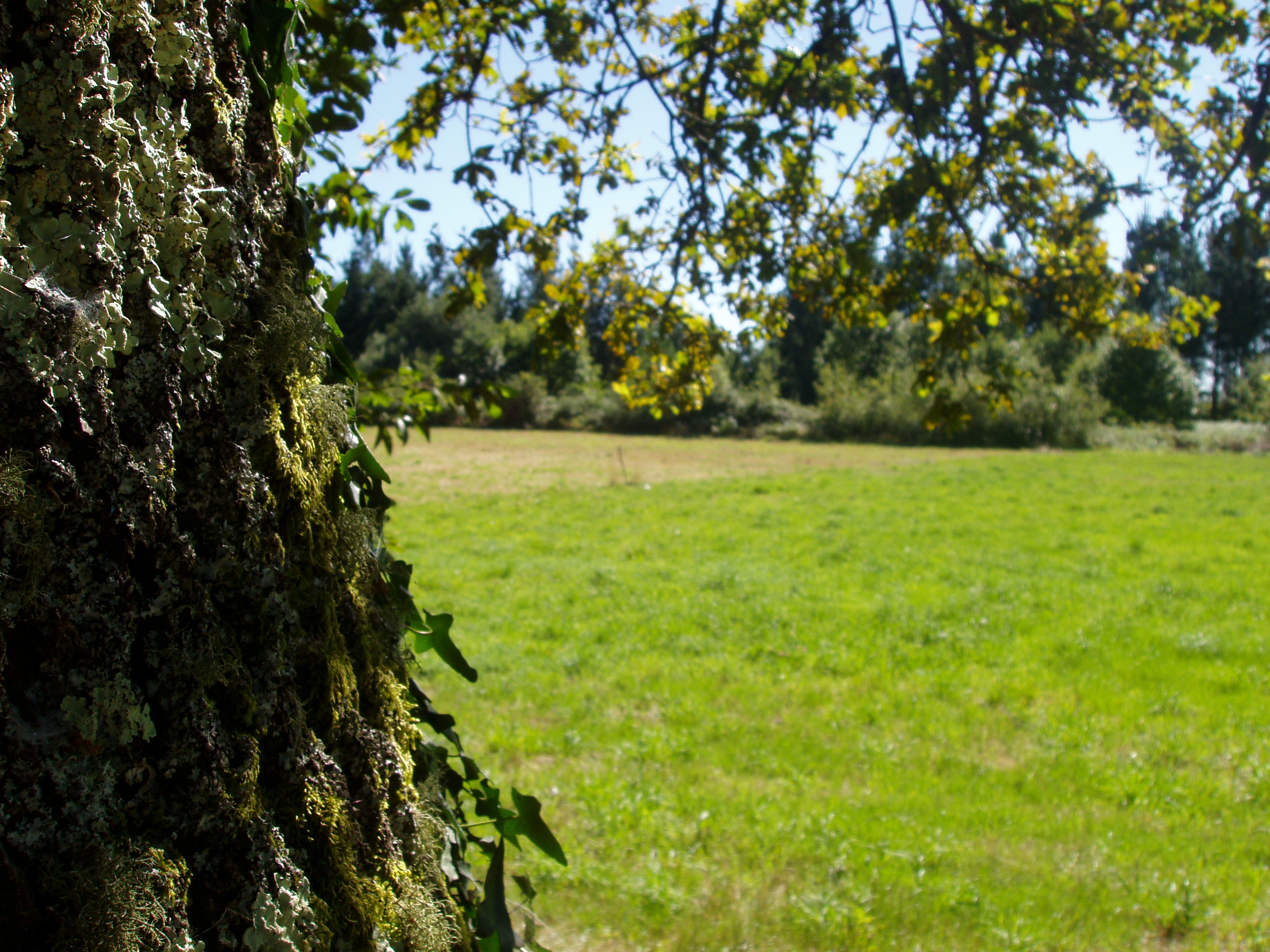 La restauración de la tierra contribuye a limitar el cambio climático y a alcanzar los ODS
