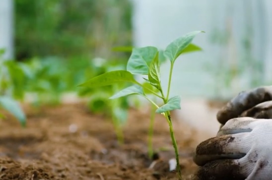 2020, Año Internacional de la Sanidad Vegetal 2020, Año Internacional de la Sanidad Vegetal