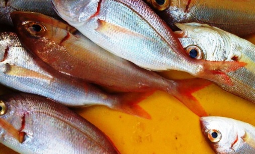 Diseñan nuevas baterías sostenibles a partir de colágeno de residuos de pescado Diseñan nuevas baterías sostenibles a partir de colágeno de residuos de pescado