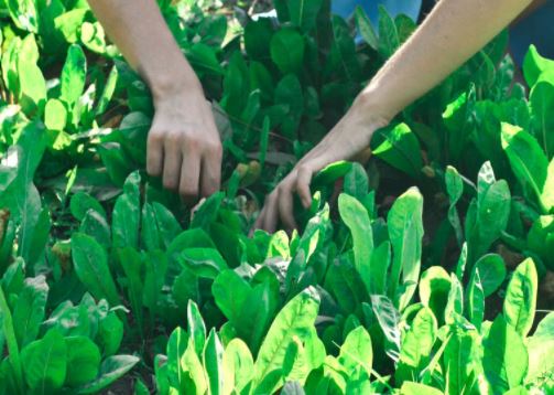 Rodeiro amplía el compostaje doméstico a nuevas viviendas