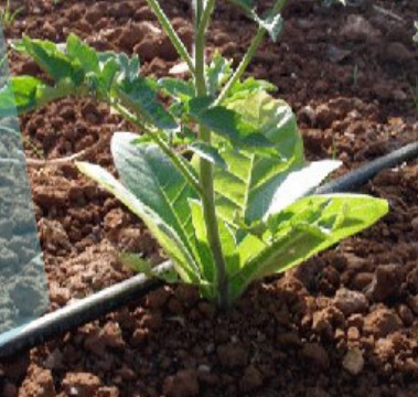 La planta de transferencia de Arbo contará con todas las medidas de protección ambiental y salud