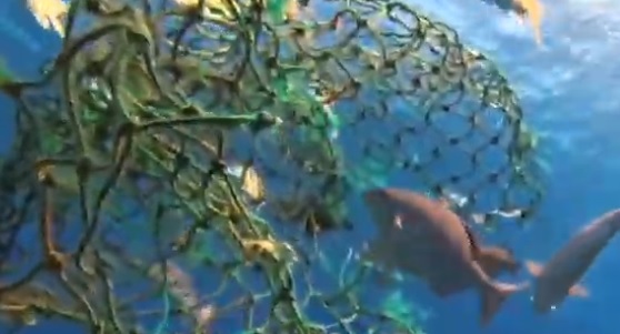 Reducir la contaminación por plásticos, primordial para proteger la biodiversidad Reducir la contaminación por plásticos, primordial para proteger la biodiversidad