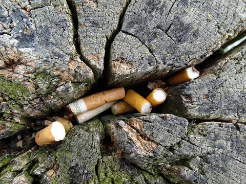 El tabaco, un gran daño para la salud y el medio ambiente El tabaco, un gran daño para la salud y el medio ambiente