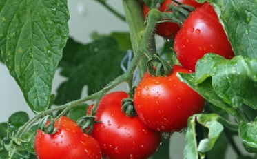 Se investiga la producción de tomates más resistentes a enfermedades y al cambio climático Se investiga la producción de tomates más resistentes a enfermedades y al cambio climático