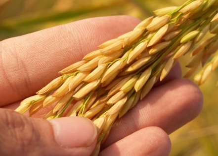 Sigfito entregará sus premios anuales a los puntos de recogida de envases agrarios más implicados Sigfito entregará sus premios anuales a los puntos de recogida de envases agrarios más implicados