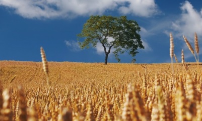 La transformación de los sistemas alimentarios podría ayudar a mitigar en buena medida el cambio climático La transformación de los sistemas alimentarios podría ayudar a mitigar en buena medida el cambio climático