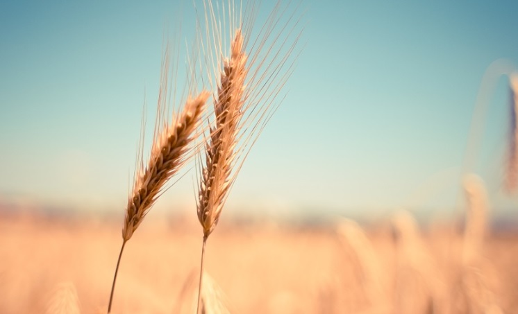 La FAO convoca los premios B.R.Sen y Jacques Diouf orientados a reconocer la contribución al Hambre Cero La FAO convoca los premios B.R.Sen y Jacques Diouf orientados a reconocer la contribución al Hambre Cero