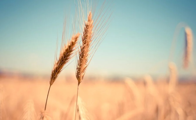 La innovación y la concienciación, claves para hacer frente a la pérdida y desperdicio de alimentos La innovación y la concienciación, claves para hacer frente a la pérdida y desperdicio de alimentos
