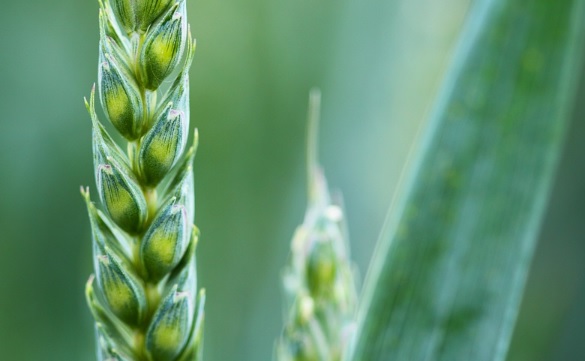 La sostenibilidad debe imponerse en la gestión de los cambiantes sistemas alimentarios La sostenibilidad debe imponerse en la gestión de los cambiantes sistemas alimentarios