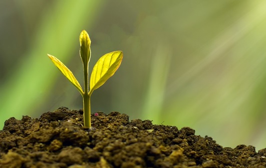 La FAO y la UE explorarán la posibilidad de colaborar en el Pacto Verde Europeo La FAO y la UE explorarán la posibilidad de colaborar en el Pacto Verde Europeo