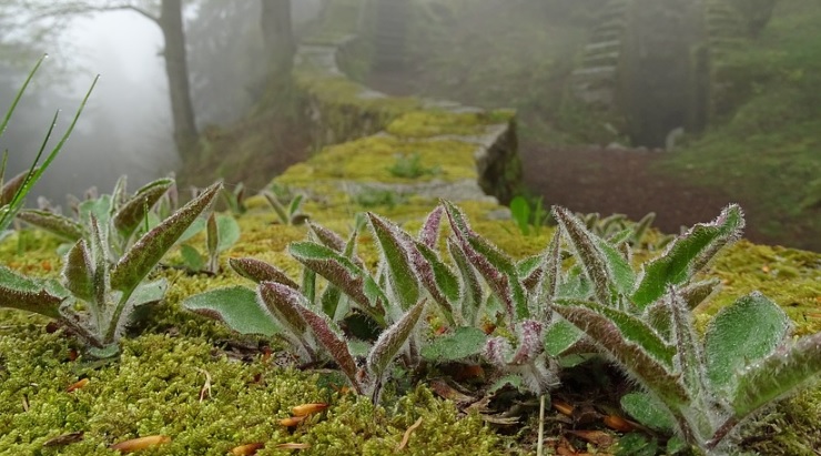 Soluciones al cambio climático basadas en la naturaleza Soluciones al cambio climático basadas en la naturaleza