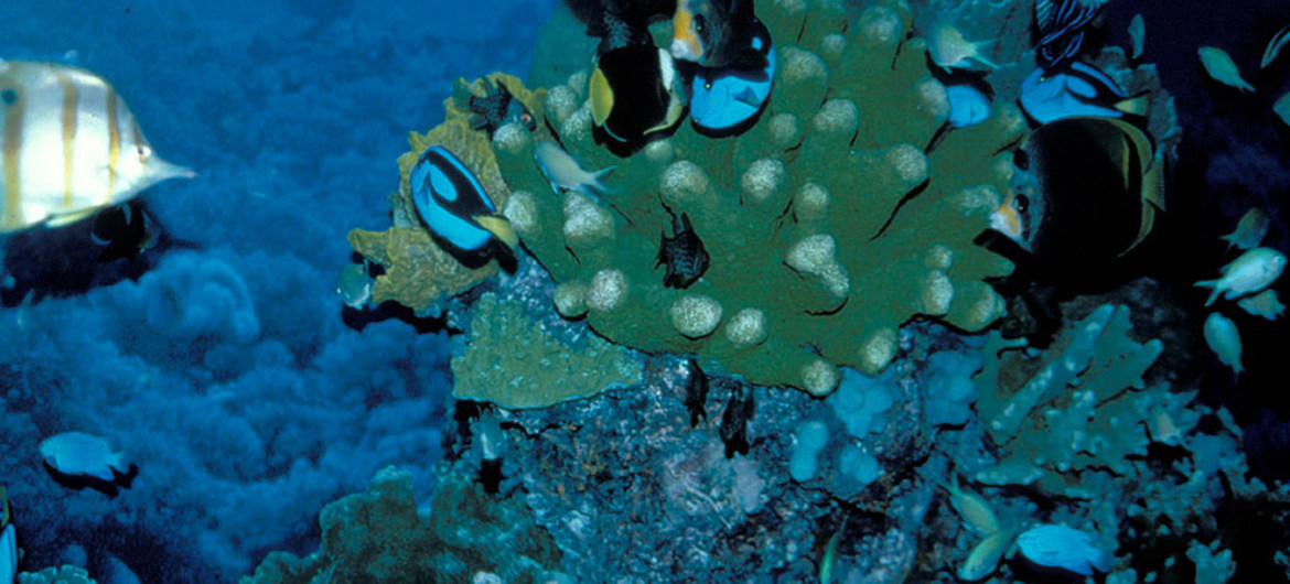 El cambio climático amenaza a los arrecifes de coral El cambio climático amenaza a los arrecifes de coral