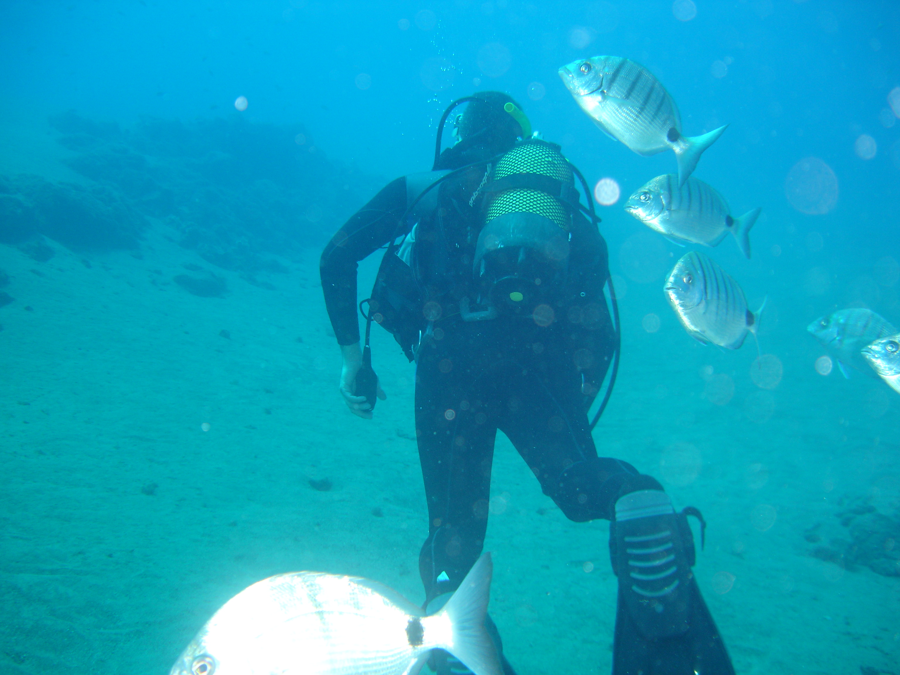 Ciencia ciudadana a través del buceo para un mar más limpio Ciencia ciudadana a través del buceo para un mar más limpio